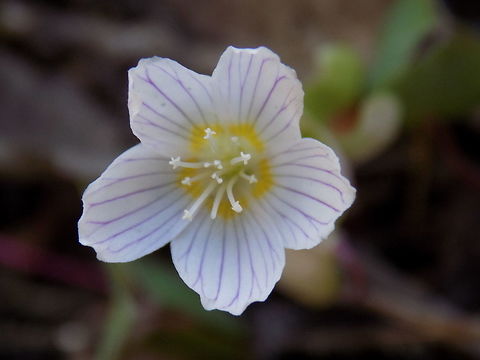 Oxalis  Common wood sorrel,Geotagged,Oxalis acetosella,Slovenia,Spring