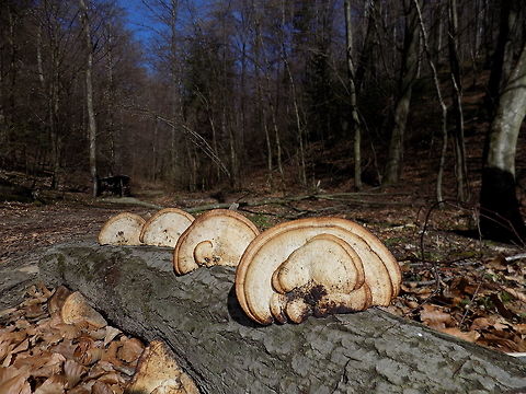 Tinder fungus  Fomes fomentarius,Geotagged,Spring