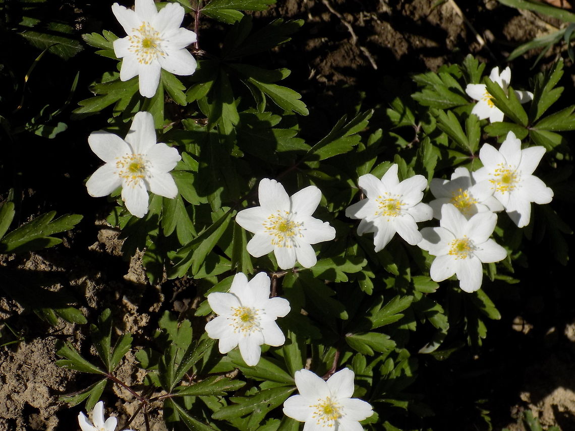 Wind flower  Anemone nemorosa,Geotagged,Spring,Wood anemone