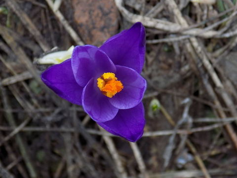 Spring crocus  Bosnia and Herzegovina,Crocus vernus,Geotagged,Spring,Spring Crocus