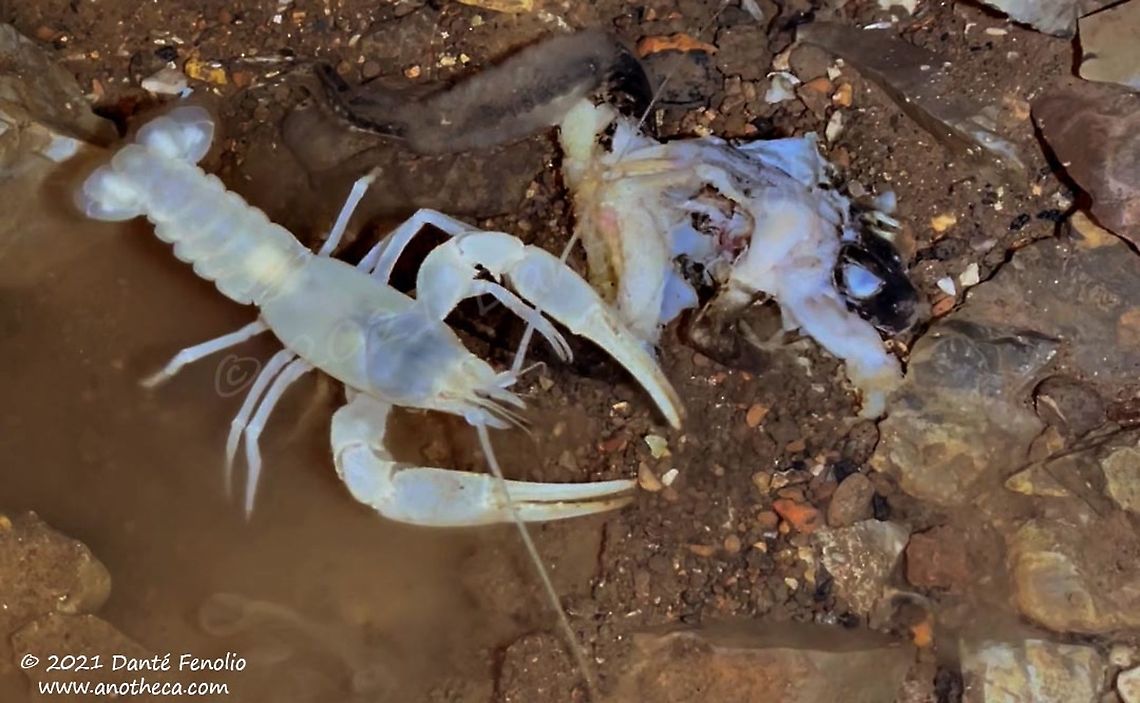 Delaware County Cave Crayfish (Cambarus subterraneus), Delaware Co, OK, USA  Cambarus subterraneus,Life in the dark