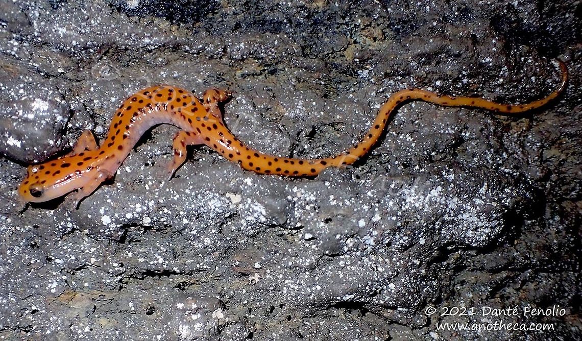 Cave Salamander, (Eurycea lucifuga), Delaware Co, OK, USA  Cave salamander,Eurycea lucifuga,life