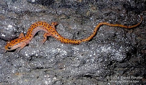 Cave salamander