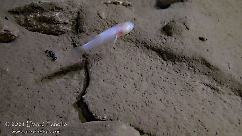 Troglichthys rosae in-situ, Delaware Co, OK, USA  Life in the dark,Ozark Cavefish,Troglichthys rosae