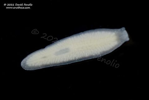 Dendrocoelopsis americana, Delaware Co, OK, USA Flatworms are among the invertebrates to have invaded groundwater.  This is a species not uncommon to the subterranean waters of the Ozarks (Dendrocoelopsis americana).  Photographed in the Ozarks of Oklahoma, December 2021. Dendrocoelopsis americana,Life in the dark