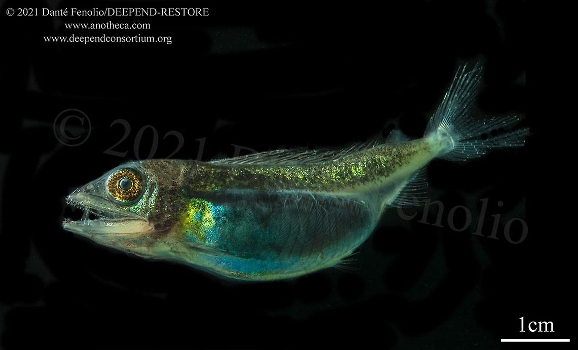 Lancetfish (Alepisaurus ferox)  Alepisaurus ferox,Life in the dark
