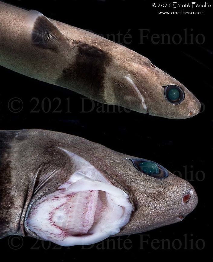Cookie Cutter Shark (Isistius brasiliensis)  Cookiecutter shark,Isistius brasiliensis,Life in the dark