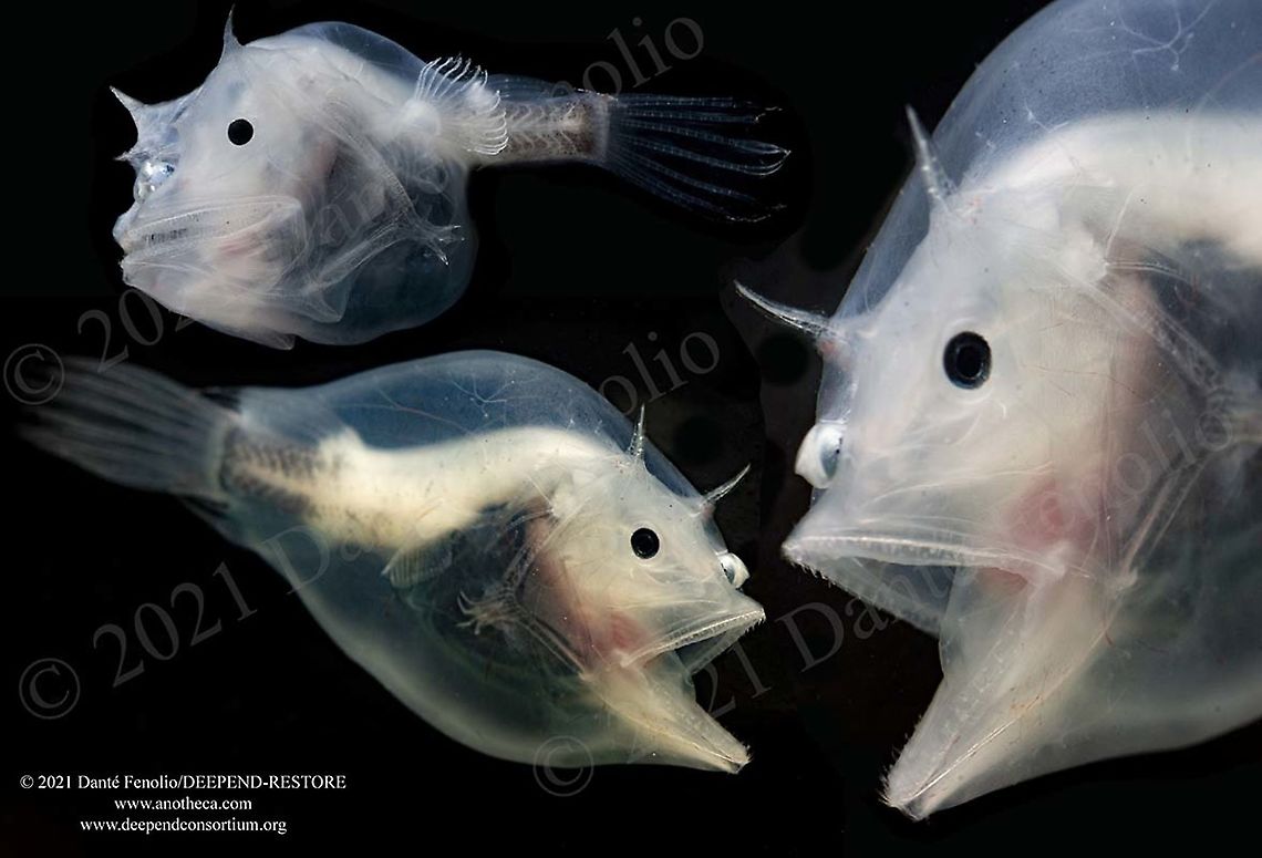 Ghostly Seadevil (Haplophryne mollis), Gulf of Mexico - composite image The Phantom Anglerfish (Haplophryne mollis) belongs to a group of anglerfish known as the Ghostly Seadevils. Part of the scientific name of this species (the genus) translates to “simple toad.” Prominent spines and the opaque, low-pigment tissue are diagnostic for the species, which is found in all three major oceans of the world. The bulb that sits on the front of the face is a “fishing lure” known as an esca. The esca is bioluminescent and accommodates bioluminescent bacteria, which are responsible for the light production. The lure is used to attract potential prey items to within striking distance. In this species the “rod,” or the fin ray that attaches the lure to the fishes’ body (the illicium), is short, keeping the lure close to the face. Remember that in anglerfishes, females and males are sexually dimorphic – or look very different. The males are small and not particularly notable. They swim around trying to detect the chemical trail of a female to follow it…and if they are lucky enough to find a female, they bite her and hold on. The tissues of the female and male dissolve and ultimately fuse in the area. Her circulatory system connects with his. Various organs in the male begin to regress and shrink. The male becomes a living sperm factory and is an obligate parasite of the female for the rest of their lives. These individuals, females, were captured between 1,200 and 1,500 meters depth, Gulf of Mexico. Ghostly seadevil,Haplophryne mollis,Life in the dark