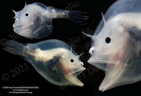 Ghostly Seadevil (Haplophryne mollis), Gulf of Mexico - composite image The Phantom Anglerfish (Haplophryne mollis) belongs to a group of anglerfish known as the Ghostly Seadevils.  Part of the scientific name of this species (the genus) translates to “simple toad.”  Prominent spines and the opaque, low-pigment tissue are diagnostic for the species, which is found in all three major oceans of the world.  The bulb that sits on the front of the face is a “fishing lure” known as an esca.  The esca is bioluminescent and accommodates bioluminescent bacteria, which are responsible for the light production.  The lure is used to attract potential prey items to within striking distance.  In this species the “rod,” or the fin ray that attaches the lure to the fishes’ body (the illicium), is short, keeping the lure close to the face.  Remember that in anglerfishes, females and males are sexually dimorphic – or look very different.  The males are small and not particularly notable.  They swim around trying to detect the chemical trail of a female to follow it…and if they are lucky enough to find a female, they bite her and hold on.  The tissues of the female and male dissolve and ultimately fuse in the area.  Her circulatory system connects with his.  Various organs in the male begin to regress and shrink.  The male becomes a living sperm factory and is an obligate parasite of the female for the rest of their lives.  These individuals, females, were captured between 1,200 and 1,500 meters depth, Gulf of Mexico. Ghostly seadevil,Haplophryne mollis,Life in the dark