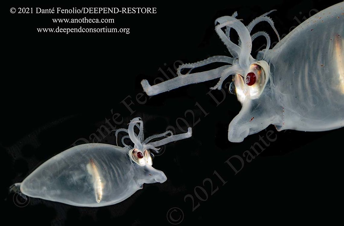 Banded Piglet Squid (Helicocranchia pfefferi), Gulf of Mexico The &ldquo;Banded Piglet Squid&rdquo; or &ldquo;&rdquo;Pferrer&rsquo;s Cranch Squid&rdquo; (Helicocranchia pfefferi) is known for its characteristic behavior of arranging its tentacles and arms above ts siphon, creating the appearance of a pig&hellip; perhaps with dreds.  It is believed that several cryptic species may be currently represented within this species.  Males enact specific behaviors to attract females.  Adult males and females die shortly after spawning and brooding young. All of this is part of the DEEPEND-RESTORE Project (www.deependconsortium.org).  Banded piglet squid,Helicocranchia pfefferi,Life in the dark