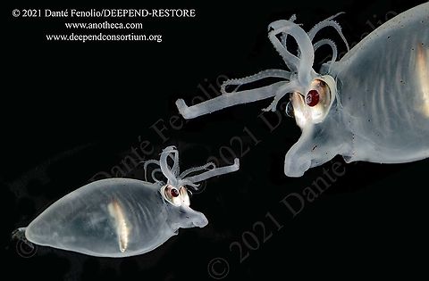 Banded piglet squid