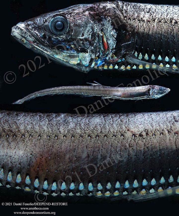 Pacific Portholefish (Diplophos taenia) and ventral photophores The Pacific Portholefish (Diplophos taenia) has a worldwide distribution in tropical and subtropical waters. They are found down to 850m depth and are members of the deep scattering layer &ndash; the group of organisms that migrate to shallower surface waters to feed each evening. They employ counterillumination as their ventral photophores (light producing organs) produce light and shine that light downward &ndash; effectively eliminating the silhouette from the fish to predators looking upward from deeper depths (see bottom image in composite). This is part of the DEEPEND-RESTORE Project (www.deependconsortium.org). All the work has been done out on the RV Point Sur with an amazing captain and crew. A big thanks to CSA and Gray Lawson for management of the MOCNESS system. My participation is by way of the Center for Conservation &amp; Research, San Antonio Zoo. Diplophos taenia,Life in the dark