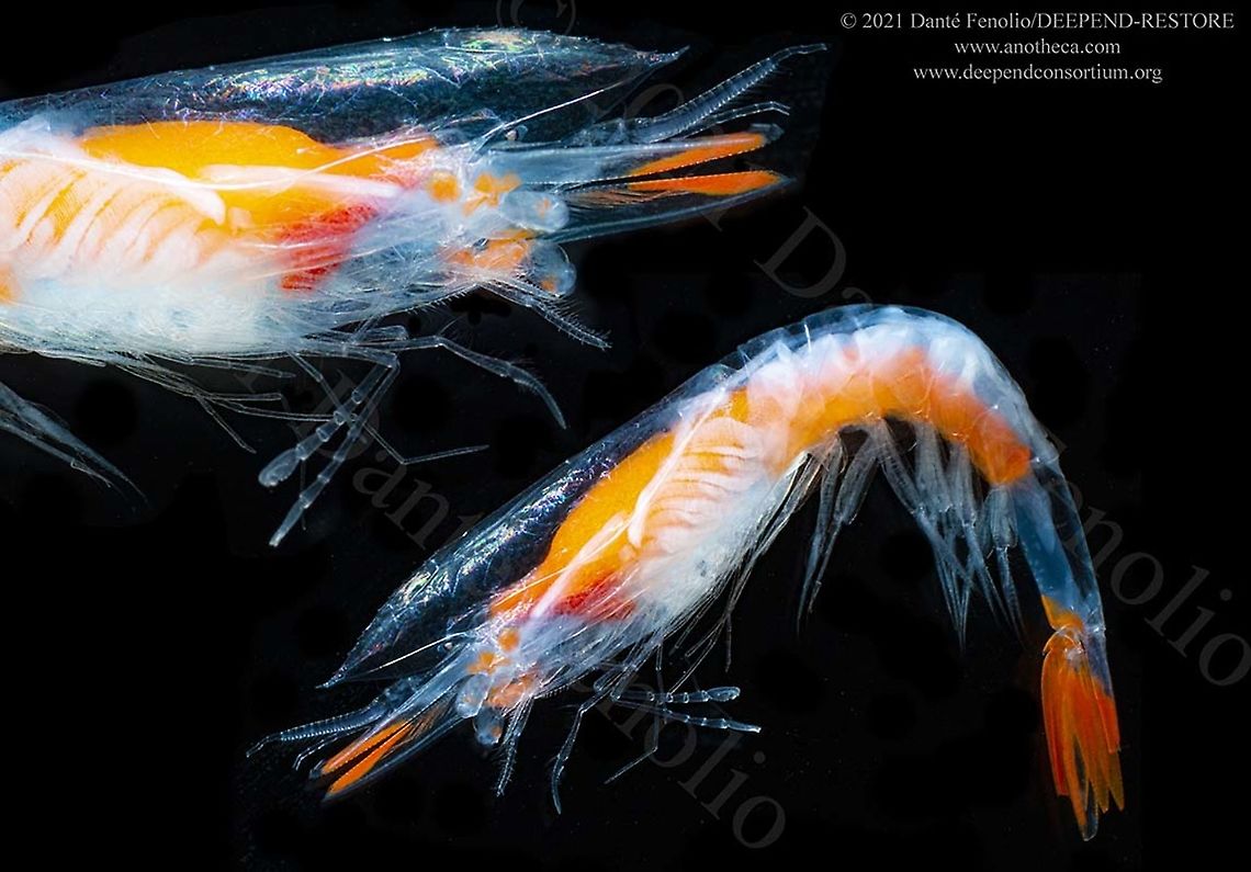 A deep water shrimp (Physetocaris microphthalma) Gulf of Mexico An uncommonly encountered deep water shrimp (Physetocaris microphthalma).  All of this is part of the DEEPEND-RESTORE Project (www.deependconsortium.org).  All the work has been done out on the RV Point Sur with an amazing captain and crew.  A big thanks to CSA and Gray Lawson for management of the MOCNESS system. My participation is by way of the Center for Conservation &amp; Research, San Antonio Zoo. Life in the dark,Physetocaris,Physetocaris microphthalma