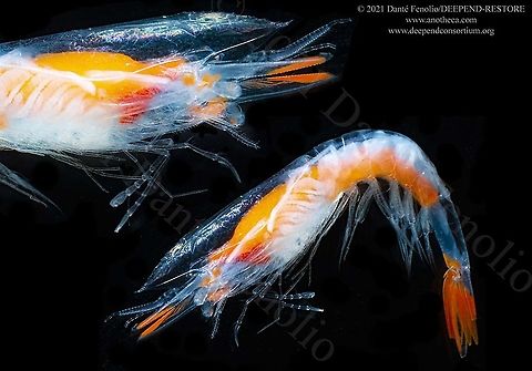 A deep water shrimp (Physetocaris microphthalma) Gulf of Mexico An uncommonly encountered deep water shrimp (Physetocaris microphthalma).  All of this is part of the DEEPEND-RESTORE Project (www.deependconsortium.org).  All the work has been done out on the RV Point Sur with an amazing captain and crew.  A big thanks to CSA and Gray Lawson for management of the MOCNESS system. My participation is by way of the Center for Conservation & Research, San Antonio Zoo. Life in the dark,Physetocaris,Physetocaris microphthalma