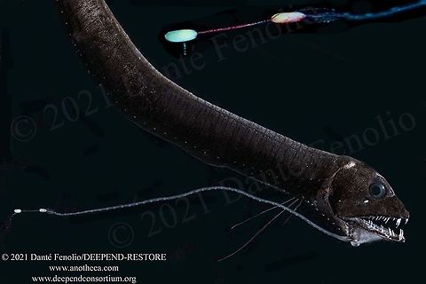 Deep Sea Dragonfish (Eustomias hypopsilus), Gulf of Mexico This deep sea dragonfish (Eustomias hypopsilus) has a long "rod" (known as a barbel) and bioluminescent "lures"at the end of the structure (bulbs). The fish creates the bioluminescence in this case (intrinsic bioluminescence, not bacterial bioluminescence).  The bioluminescent bulbs help to bring potential prey items to within striking distance. This image depicts a close-up of the bulbs to the upper right of the composite.  The species ranges through the western Central Atlantic, the northern Gulf of Mexico, the Straits of Florida, and northeastern coast of South America. This specimen was trawled from between 500—800m depth (1,640—2,624 feet). This is part of the DEEPEND-RESTORE Project (www.deependconsortium.org). All the work has been done out on the RV Point Sur with an amazing captain and crew. A big thanks to CSA and Gray Lawson for management of the MOCNESS system. My participation is by way of the Center for Conservation & Research, San Antonio Zoo. Eustomias hypopsilus,Life in the dark