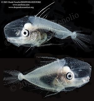 A larval Louvar (Lavarus imperialis), Gulf of Mexico The Louvar (Lavarus imperialis) has an oddly shaped larval stage with a rostrum that hints at what these fish look like as adults (Google it, strange fish).  On this latest research cruise, we found two juveniles.  The top individual had some damage on the way up, the bottom specimen is in mint condition.  The species is mesopelagic and epipelagic &ndash; found in the Atlantic, Pacific, and Indian Oceans in tropical and subtropical waters. This is part of the DEEPEND-RESTORE Project (www.deependconsortium.org). All the work has been done out on the RV Point Sur with an amazing captain and crew. A big thanks to CSA and Gray Lawson for management of the MOCNESS system. My participation is by way of the Center for Conservation & Research, San Antonio Zoo. Life in the dark,Louvar,Luvarus imperialis