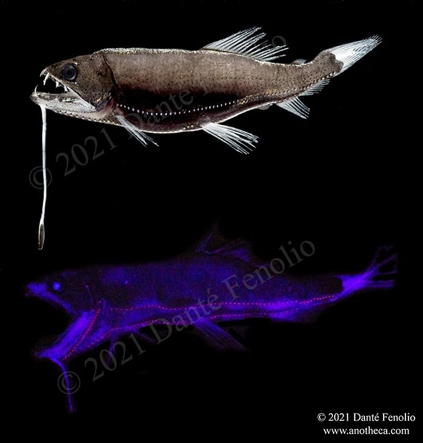 Dragonfish (Astronesthes gemmifer), Gulf of Mexico. Another Dragonfish (Astronesthes gemmifer), Gulf of Mexico.  The distinctive photophores all the way down the body probably enable species and gender specific identification in the dark.  The lower image is the fish under black light, highlighting the photophores. Astronesthes gemmifer,Life in the dark