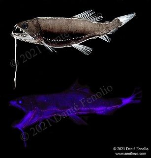 Dragonfish (Astronesthes gemmifer), Gulf of Mexico. Another Dragonfish (Astronesthes gemmifer), Gulf of Mexico.  The distinctive photophores all the way down the body probably enable species and gender specific identification in the dark.  The lower image is the fish under black light, highlighting the photophores. Astronesthes gemmifer,Life in the dark