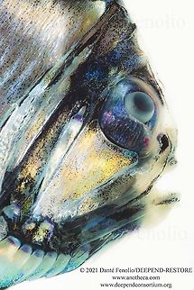 Lovely Hatchetfish (Argyropelecus aculeatus), Gulf of Mexico This Lovely Hatchetfish (Argyropelecus aculeatus) was trawled from between 1,200-1,000m depth, Gulf of Mexico, April 2021.  All of this is part of the DEEPEND-RESTORE Project (www.deependconsortium.org).  The work has been done out on the RV Point Sur with an amazing captain and crew.  A big thanks to CSA and Gray Lawson for management of the MOCNESS system. My participation is by way of the Center for Conservation & Research, San Antonio Zoo. Argyropelecus aculeatus,Life in the dark