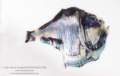 Lovely Hatchetfish (Argyropelecus aculeatus) was trawled from between 1,200-1,000m depth, Gulf of Mexico This Lovely Hatchetfish (Argyropelecus aculeatus) was trawled from between 1,200-1,000m depth, Gulf of Mexico, April 2021.  All of this is part of the DEEPEND-RESTORE Project (www.deependconsortium.org).  The work has been done out on the RV Point Sur with an amazing captain and crew.  A big thanks to CSA and Gray Lawson for management of the MOCNESS system. My participation is by way of the Center for Conservation & Research, San Antonio Zoo. Argyropelecus aculeatus,Life in the dark