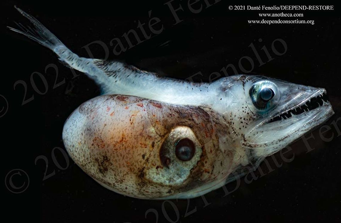 Hammerjaw (Omosudis lowii), Gulf of Mexico A Hammerjaw (Omosudis lowii) peers out after a meal consisting of a squid larger in size than than it is.  Like so many deep water fishes, Hammerjaws have expandable stomachs and jaws that open to extraordinarily wide angles.  The combination allows these tenacious predators to consume prey even larger than they are.  In this case, the lining of the body of the Hammerjaw is stretched so tight that the squid can be clearly observed through its side. All of this is part of the DEEPEND-RESTORE Project (www.deependconsortium.org).  All the work has been done out on the RV Point Sur with an amazing captain and crew.  A big thanks to CSA and Gray Lawson for management of the MOCNESS system.  My participation is by way of the Center for Conservation &amp; Research, San Antonio Zoo. Hammerjaw,Life in the dark,Omosudis lowii