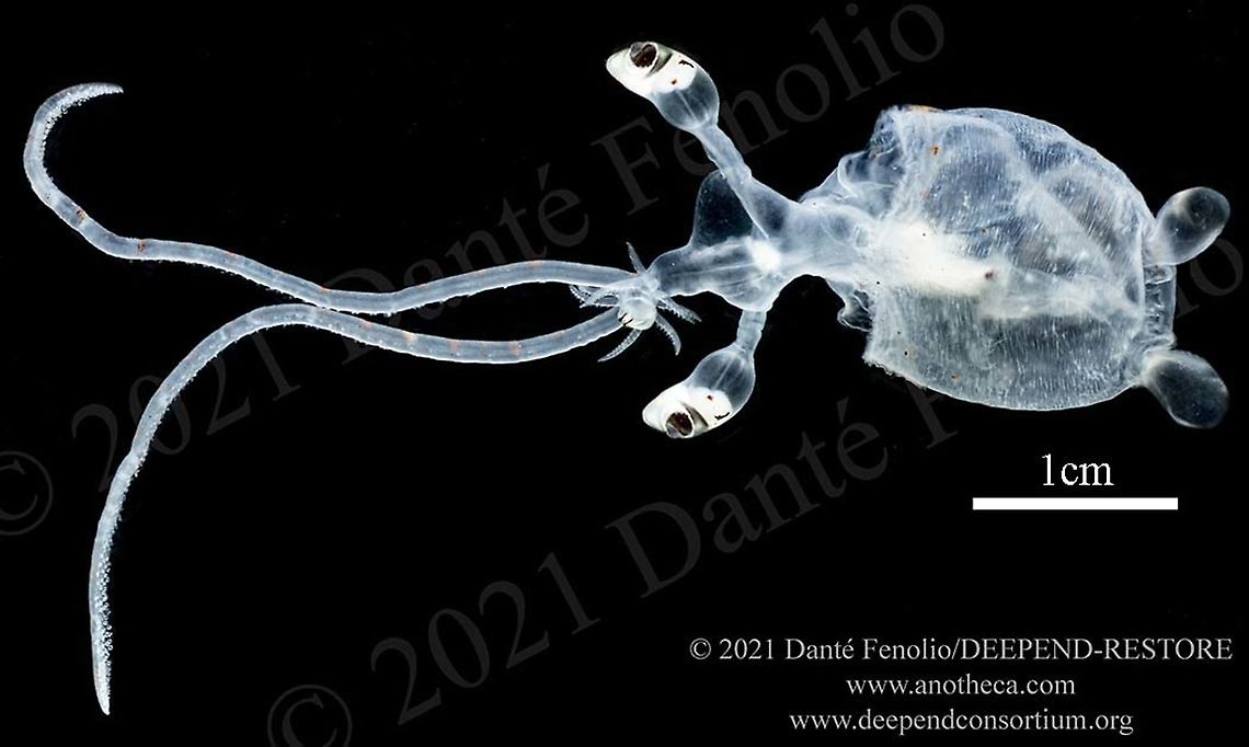 Paralarval Lyre Cranch Squid (Bathothauma lyromma), Gulf of Mexico The Lyre Cranch Squid (Bathothauma lyromma) can attain a mantle length up to 10cm as a paralarva &ndash; this one is ~ 3cm. Adults will attain a mantle length closer to 20cm. The long eye stalks and widely separated fins are two diagnostic characteristic of this paralarval form.  The species is found around the globe in tropical and subtropical waters &ndash; typicall found, from 200&mdash;1,200m depth (656 &mdash; 3,937 feet). All of this is part of the DEEPEND-RESTORE Project (www.deependconsortium.org). All the work has been done out on the RV Point Sur with an amazing captain and crew. A big thanks to CSA and Gray Lawson for management of the MOCNESS system. My participation is by way of the Center for Conservation &amp; Research, San Antonio Zoo. Bathothauma lyromma,Life in the dark