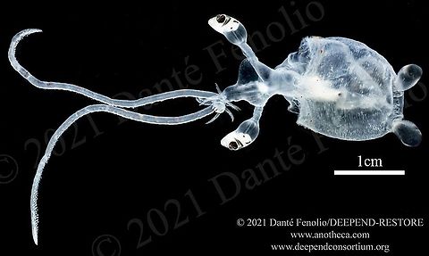 Paralarval Lyre Cranch Squid (Bathothauma lyromma), Gulf of Mexico The Lyre Cranch Squid (Bathothauma lyromma) can attain a mantle length up to 10cm as a paralarva &ndash; this one is ~ 3cm. Adults will attain a mantle length closer to 20cm. The long eye stalks and widely separated fins are two diagnostic characteristic of this paralarval form.  The species is found around the globe in tropical and subtropical waters &ndash; typicall found, from 200&mdash;1,200m depth (656 &mdash; 3,937 feet). All of this is part of the DEEPEND-RESTORE Project (www.deependconsortium.org). All the work has been done out on the RV Point Sur with an amazing captain and crew. A big thanks to CSA and Gray Lawson for management of the MOCNESS system. My participation is by way of the Center for Conservation & Research, San Antonio Zoo. Bathothauma lyromma,Life in the dark