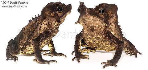 Crested Toad (Rhinella margaritifera), Loreto, Peru The dominant leaf litter inhabiting toads here in the upper Amazon Basin of Peru are known as the "South American Common Toad" or "Crested Toad" (Rhinella margaritifera). I wanted to share another image as I've been shooting these guys, as many as I can find, for several years now. There is no doubt that this group is comprised of a complex of similar species...someone needs to wade in a straighten out a lot of little toads (we think there are at least 7 species in the Iquitos region alone). It will be a lot of hard work. These amphibians can attain a size somewhere between a tennis ball and a soft ball - females are typically a little bigger than males and develop the extravagant crests that the species is known for - as with the individual here. Rhinella margaritifera,South American common toad