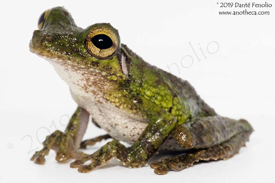 Buckley&rsquo;s Boneyhead (Osteocephalus buckleyi), Loreto, Peru Buckley&rsquo;s Boneyhead (Osteocephalus buckleyi) is a small, lichenose treefrog found in the Amazon lowlands of northern and central South America.  Likely a complex of species, the relationship of this frog and the similar but larger O. cabrerai bears further investigation.  We often encounter these frogs in forest that floods during high water.  Boneyheads, also called Laughing Frogs, include many larger frog species and they collectively occur from Andean cloud forests to gallery forests and rainforest.  Amazonian wildlife is as diverse as any other assemblage of wildlife on the planet - these are things worth fighting for; now is the time to fight for them.  How can you help? Funding is the key issue with every conservation initiative out there. Find one that speaks to you and financially support it. Any amount helps.  Go visit one of these places.  Nothing teaches biodiversity better than a visit to a tropical forest. Osteocephalus buckleyi