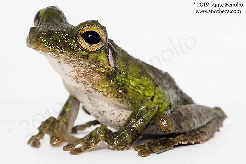 Buckley’s Boneyhead (Osteocephalus buckleyi), Loreto, Peru Buckley’s Boneyhead (Osteocephalus buckleyi) is a small, lichenose treefrog found in the Amazon lowlands of northern and central South America.  Likely a complex of species, the relationship of this frog and the similar but larger O. cabrerai bears further investigation.  We often encounter these frogs in forest that floods during high water.  Boneyheads, also called Laughing Frogs, include many larger frog species and they collectively occur from Andean cloud forests to gallery forests and rainforest.  Amazonian wildlife is as diverse as any other assemblage of wildlife on the planet - these are things worth fighting for; now is the time to fight for them.  How can you help? Funding is the key issue with every conservation initiative out there. Find one that speaks to you and financially support it. Any amount helps.  Go visit one of these places.  Nothing teaches biodiversity better than a visit to a tropical forest. Osteocephalus buckleyi