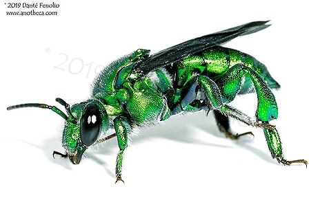 Orchid Cuckoo Bee (Exaerete frontalis: Hymenoptera: Euglossini, Apidae), Loreto, Peru An Orchid Cuckoo Bee (Exaerete frontalis: Hymenoptera: Euglossini, Apidae).  This individual was photographed on the Amazon River, Loreto, Peru, October 2019.  Male Orchid Cuckoo Bees collect aeromatic chemicals from things like orchids.  They presumably use the chemicals to attract mates.  One unusual feature of these beautiful bees is that they are "cleptoparasitic" (also spelled "kleptoparasitic" in the literature).   Cleptoparasitic bees deposit their eggs in the nests of other bees and the host species winds up feeding and caring for their larvae.  The larvae of these species are destructive in the nests of other bees.  For example, the cleptoparasitic larvae hatch and eat  the host larva's pollen ball (something the other bee larvae need to develop).  But it gets worse. The cleptoparasitic larvae usually kill and eats the host bee's larva.  This is where the common name comes from for these bees - their behavior of "cheating" a system and depositing their eggs in the nests of other species so that a host species rears their young.  The behavior is similar to cuckoo birds.  All species in this genus are metallic and brightly colored. Exaerete frontalis