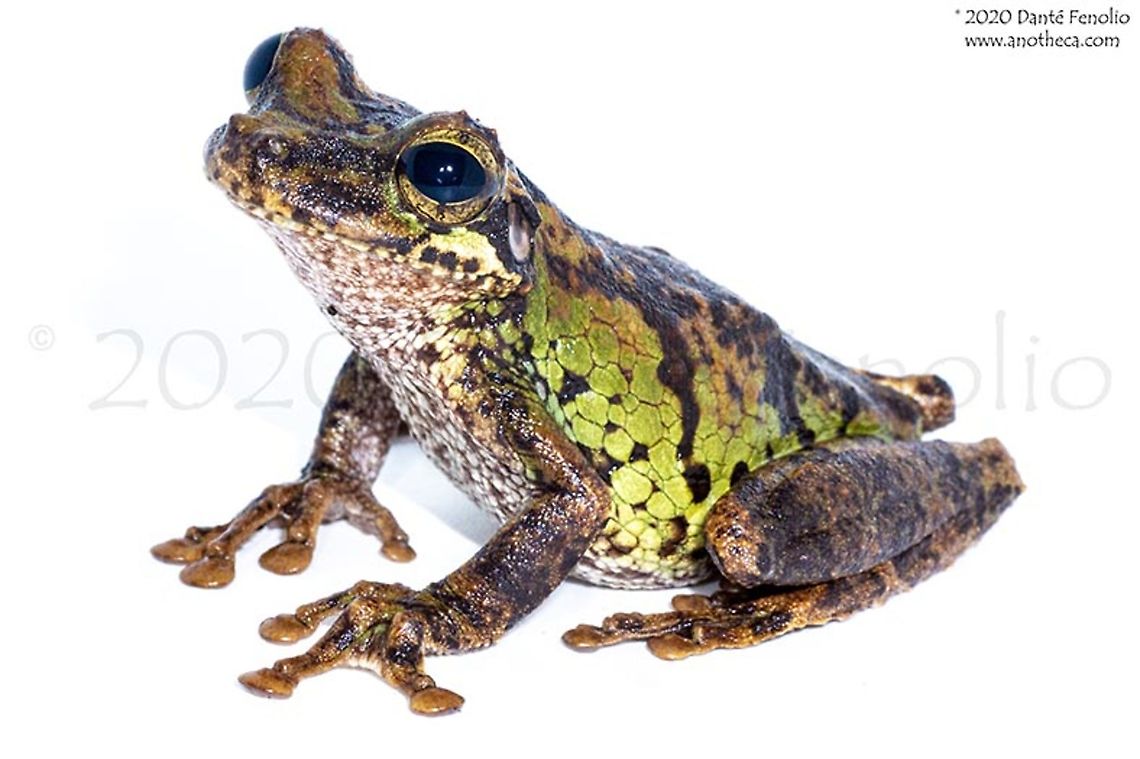 Cannatella's Boneyhead (Osteocephalus cannatellai), Loreto, Peru New species are being discovered on a regular basis and Cannatella's Boneyhead (Osteocephalus cannatellai) is one of the recent ones (this one in 2012).  It remains known from relatively few specimens in Ecuador and adjacent Peru in the Amazon Basin. Cannatella's Spiny-backed Frog,Osteocephalus cannatellai