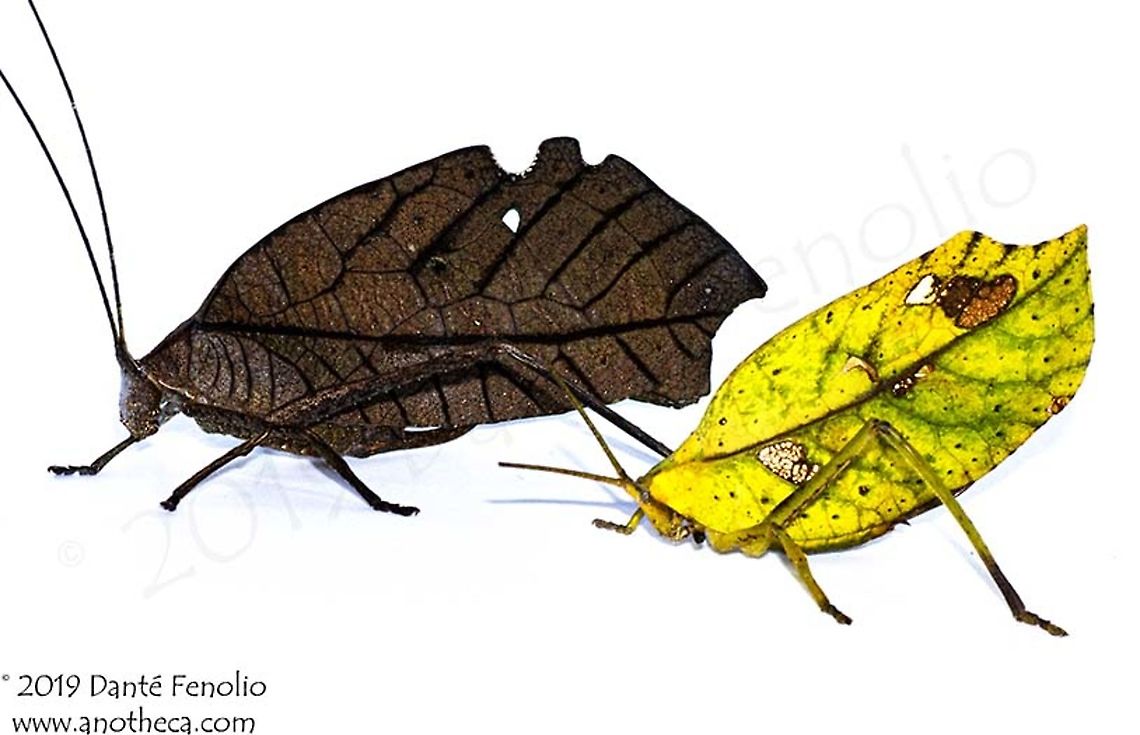 Leaf Mimic Katydids: "Peacock Katydid" (Pterochroza ocellata) to the left and a yellow leaf mimic (Cycloptera sp.), right, Loreto, Peru Trying really hard to look like a leaf and doing a good job of it. The disguise includes leaf veins, moldy spots, and 'holes' in the wings. These outstanding leaf mimicking katydids from the Amazon (photographed on the main branch of the Amazon River, Loreto, Peru, November 2019) wear convincing disguises: The 'Peacock Katydid' (Pterochroza ocellata) to the left and a yellow leaf mimic (Cycloptera sp.) to the right. The 'Peacock Katydid' (Pterochroza ocellata) enacts a threat display. When faced with a potential predator, this katydid arranges its wings such that the eye spots on the ends of the wings are exposed - presenting a potential predator with, what appears to be, the eyes of a much larger animal. Pterochroza ocellata