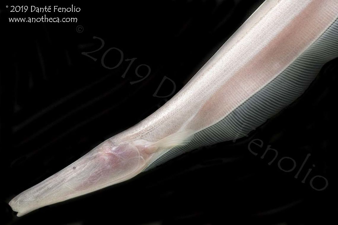 Pink Knifefish (Orthosternarchus tamandua), Loreto, Peru Even moderate depths in the Amazon have little to no light…outside of clear water tributaries, at two or three meters, the turbidity of the water has filtered out most of the available light. The Pink Knifefish (Orthosternarchus tamandua) looks a lot like cavefishes with little in the way of pigment and it has only vestigial eyes. The eyes are reduced to a point where they are not functional with regard to deciphering images but can distinguish between light and dark. Some individuals have randomly placed melanophores or pigment spots on their bodies. Looking at the image of the head that I posted here, you can see one of those spots in comparison to the vestigial eye (which is the dark spot to the upper left of the image). Like most knifefishes, this species relies on use of its electrical field to find food, mates, navigate, and otherwise communicate with other individuals. Life in the dark,Orthosternarchus tamandua