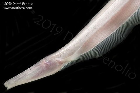 Pink Knifefish (Orthosternarchus tamandua), Loreto, Peru Even moderate depths in the Amazon have little to no light…outside of clear water tributaries, at two or three meters, the turbidity of the water has filtered out most of the available light.  The Pink Knifefish (Orthosternarchus tamandua) looks a lot like cavefishes with little in the way of pigment and it has only vestigial eyes.  The eyes are reduced to a point where they are not functional with regard to deciphering images but can distinguish between light and dark.  Some individuals have randomly placed melanophores or pigment spots on their bodies.  Looking at the image of the head that I posted here, you can see one of those spots in comparison to the vestigial eye (which is the dark spot to the upper left of the image).  Like most knifefishes, this species relies on use of its electrical field to find food, mates, navigate, and otherwise communicate with other individuals. Life in the dark,Orthosternarchus tamandua