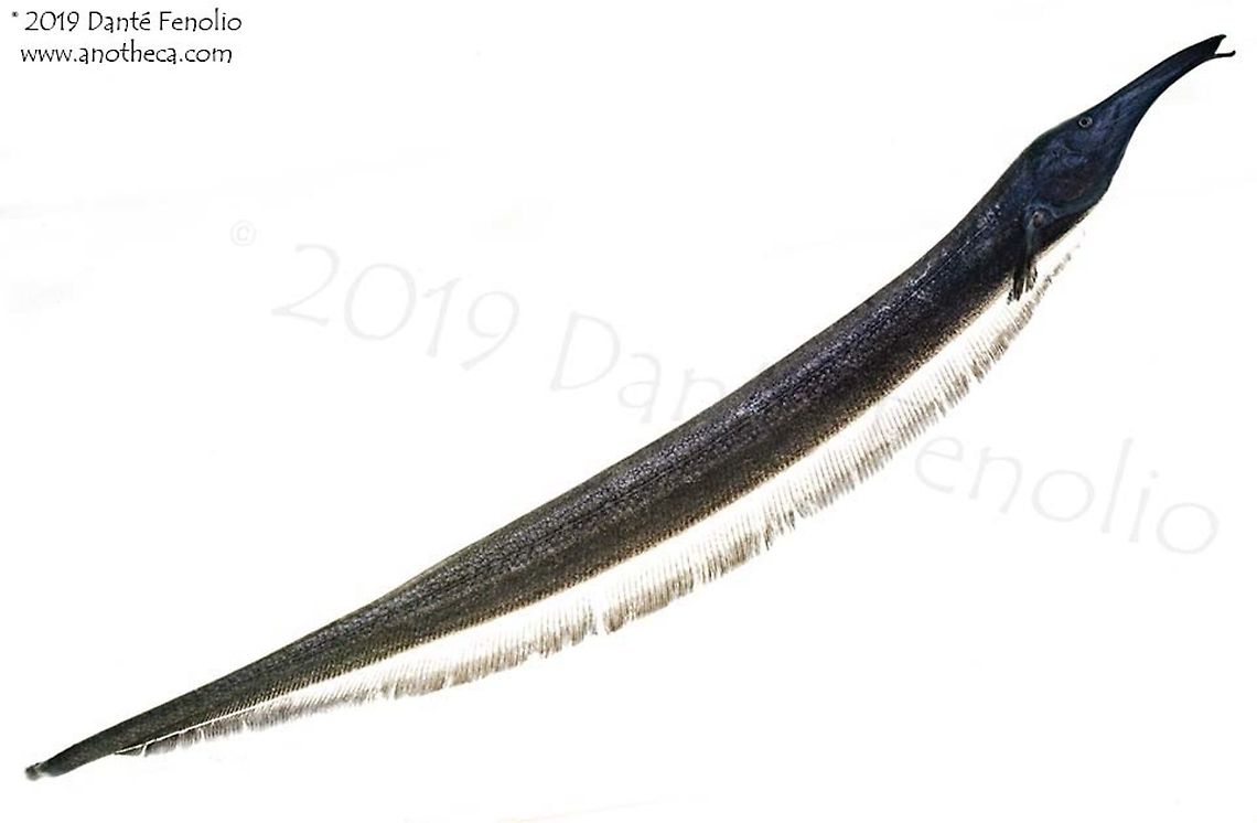 "Tube-snouted Ghost Knifefish" (Sternarchorhynchus goeldii), Loreto, Peru Knifefishes are amazing animals for a variety of reasons &ndash; not the least of which is the fact that they can generate and detect weak electrical fields around their bodies. I say &ldquo;weak&rdquo; but there are exceptions &ndash; electric eels belong to this order (Gymnotiformes) and they use their strong electrical discharges for stunning prey and in defense. Most commonly, the electrical fields in knifefishes are used to navigate their surroundings, find food, communicate between individuals, and even identify specific individuals (same species). The ability to do all of these things allows these fishes to live in turbid and dark waters, not relying much on vision. Also, the highly variable nature of the snouts of these fishes (variable between species) allow them to become specialized feeders - often eating species specific diets in highly refined feeding niches. There are over 200 described knifefishes and undoubtedly more awaiting discovery. Fish are a huge part of the biodiversity of these rainforests and are an integral component to healthy forests - including just a few of the many species of knifefishes, one of which is depicted here "Goeldi's Tube-snouted Ghost Knifefish" (Sternarchorhynchus goeldii).  This individual was photographed in Amazonian Peru. Goeldi&rsquo;s tube-snouted ghost knifefish,Sternarchorhynchus goeldii