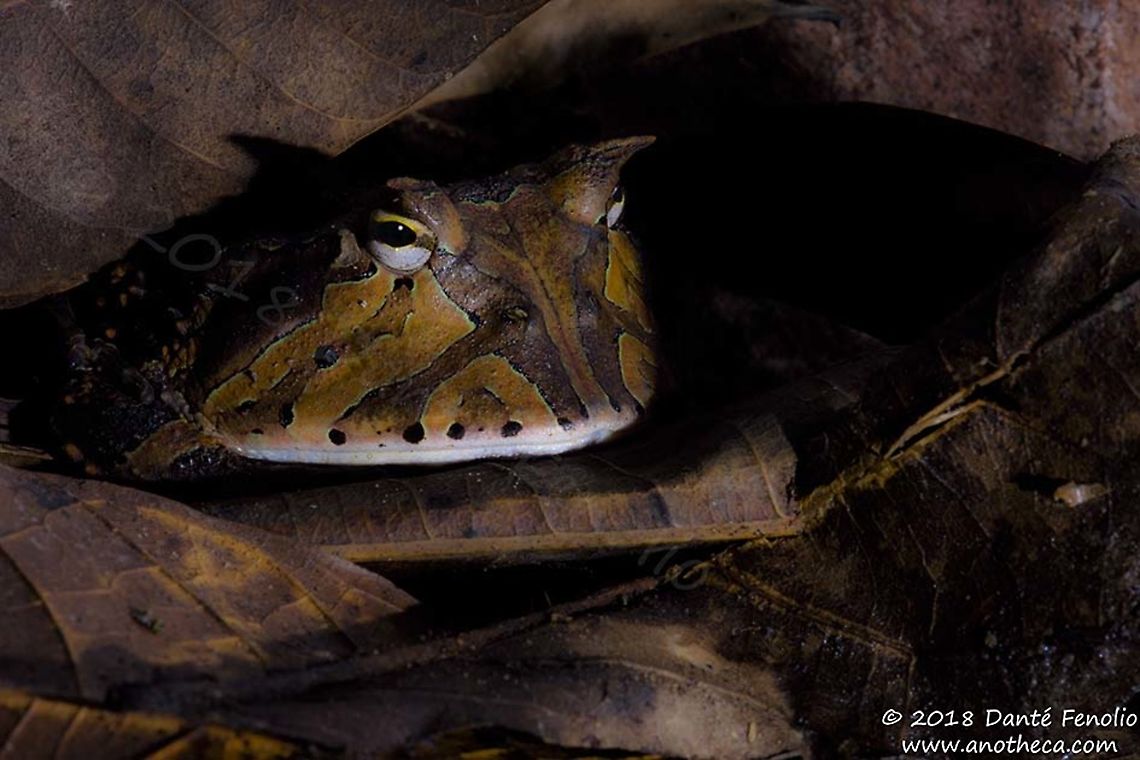 Amazonian Horned Frog (Ceratophrys cornuta), Loreto, Peru An ambush awaits in the leaf litter...  The Amazonian Horned Frog (Ceratophrys cornuta) lives in the leaf litter and functions as a sit-and-wait predator, consuming small frogs, lizards, and insects that come too close.  They have enormous jaws and virtually the entire front end of the frog opens into a cavernous mouth.  They also possess a considerable bite force, dispatching their targets with efficiency.  The species can be found in a host of colors and patterns - all of them blend into the leaf litter seamlessly - keeping the frog out of sight to potential predators and prey items.  This individual was photographed along a tract of forest on the Rio Sucusari, Loreto, Peru - October 2018. Ceratophrys cornuta,Surinam horned frog