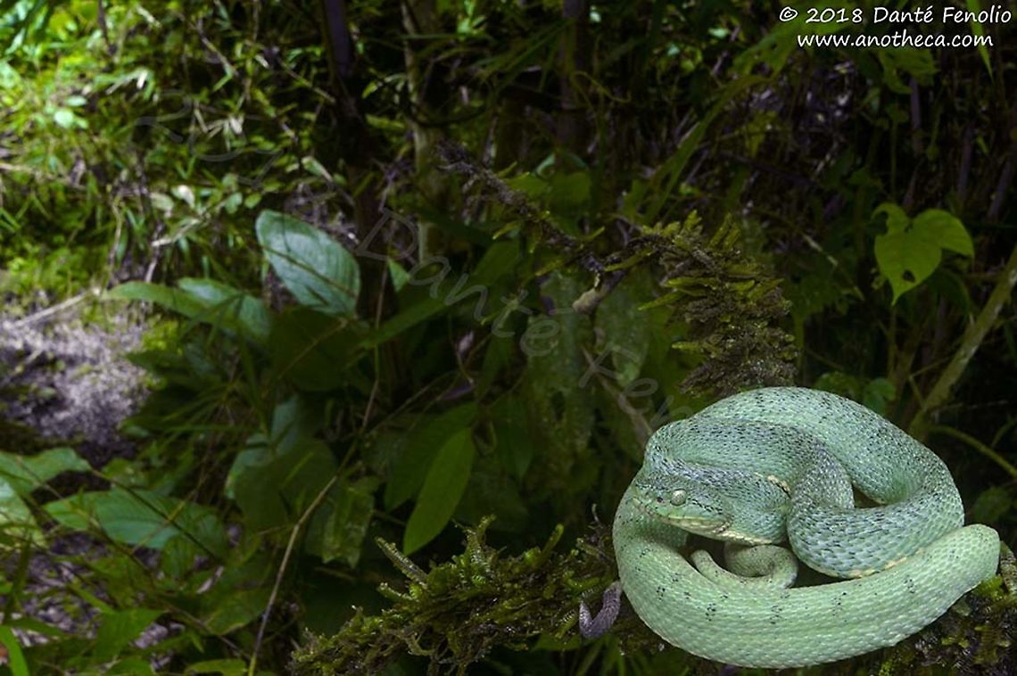 Two-striped Forest Pitviper (Bothriopsis bilineata smaragdina), Loreto, Peru The Two-striped Forest Pitviper (Bothriopsis bilineata smaragdina) is a nocturnal denizen of western Amazonia. The preferred habitat is both upland and flood forests, especially in vine tangles along stream borders. Primarily an understory inhabitant, this beautiful snake occasionally ascends to considerable heights. The diet includes frogs, lizards, and perhaps the occasional small bird or mammal. Known locally in Amazonian Peru as &#039;Loro Machaco,&#039; it is much feared and talked about. However, in the lowland forests, most locals have never actually seen one and instead brand every green snake they see with this name. Bothriopsis bilineata,Two-striped forest-pitviper