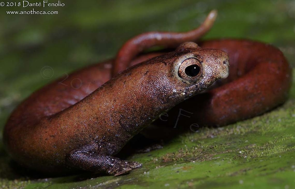 Nauta Mushroom Tongue Salamander (Bolitoglossa altamazonica), Loreto, Peru The &ldquo;Nauta Mushroom Tongue Salamander&rdquo; (Bolitoglossa altamazonica) was described by Cope in 1874 (Oedipus altamazonicus).  There are many salamanders masquerading as this species and it is undoubtedly a species complex across the greater region.  These salamanders tend to have a patchy distribution and when you find a good spot for them, it is reliably a good spot year after year; however, we never see more than several in a given night.  The flat feet help them climb vertical surfaces and even hang upside down beneath leaves. Most individuals are observed within a couple meters of the forest floor and are shy and retreating, quietly sitting and waiting for an appropriately sized food item to come too close.  They have ballistic tongues that they can shoot out of their mouths to a distance of most of the length of their bodies.  As an escape behavior, they will often jump &ndash; as odd as it sounds with a salamander jumping.  They are actually quite good at jumping and can manage to clear the leaf they were resting on and fall to the leaf litter where they are much more difficult to find.  Bolitoglossa altamazonica,Nauta salamander