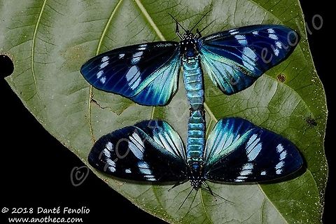 Iridescent Tigers (Hypocrita plagifera), Loreto, Peru Mating Iridescent Tigers (Hypocrita plagifera - moths) on a night hike through a tract of forest on the Rio Mazan, Loreto, Peru - September 2018.   Hypocrita plagifera