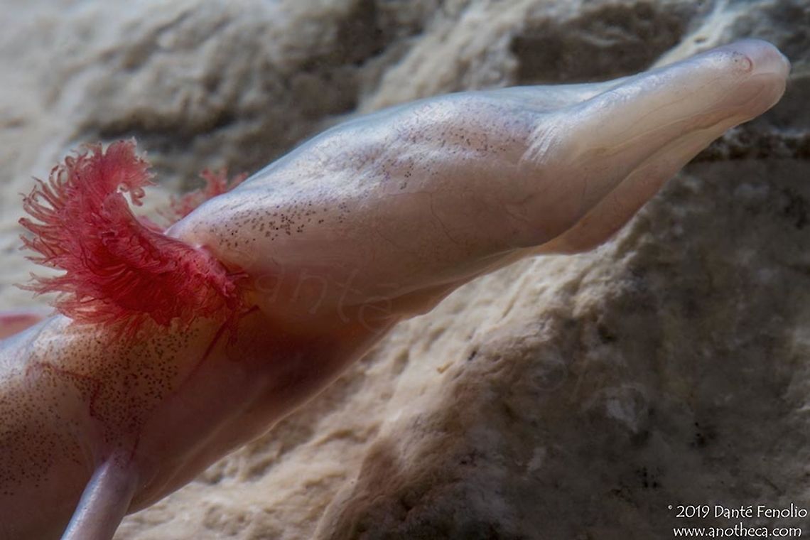 Texas Blind Salamander (Eurycea rathbuni) The head profile of an adult Texas Blind Salamander (Eurycea rathbuni) Eurycea rathbuni,Texas blind salamander