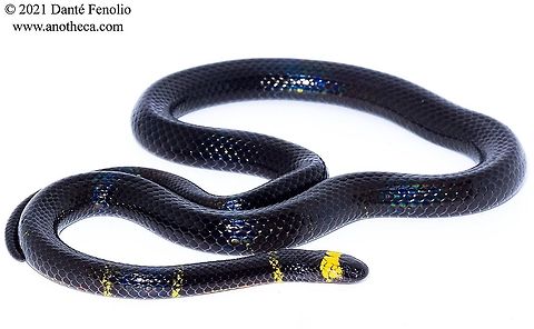Melanistic Texas Coralsnake (Micrurus tener) This Texas Coralsnake (Micrurus tener) is a melanistic individual. Melanistic individuals exist on a continuum in the snakes that exhibit it. Some melanistic individuals have very few rings and are mostly black - more melanistic. In fact, the rings are not even complete on the ventral surface; there is a solid black stripe down the center of the ventrum of this snake. Micrurus tener