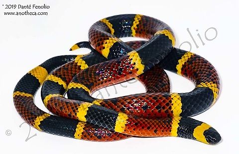 Texas Coralsnake (Micrurus tener), normal color phase, female A Texas Coralsnake from south Texas (Micrurus tener) - young female. Micrurus tener