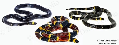 Texas Coralsnake