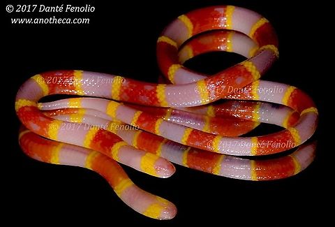 Albino Texas Coralsnake (Micrurus tener) Coralsnakes range through much of the western hemisphere from North America south to considerably southern localities in South America, east of the Andes.  They come in a host of patterns and colors – no the old rhyme to decipher coralsnakes from other nonvenomous snakes was never a good idea.  Here’s the thing, even in North America, aberrantly colored coralsnakes pose a real problem for folks trying to use that old rhyme.  There are melanistic individuals that appear, more or less, black from above... but are still coralsnakes.  A famous envenomation in the San Antonio, Texas, area happened with one of these melanistic coralsnakes.  Albinos and other color mutations also pose real challenges to the rhyme.  In Central and South America, the rule completely falls apart because there are plenty of coralsnakes that don't match the rhyme - some don't even have the colors mentioned in the rhyme.  My point – if you don’t know snakes well, don’t handle them – period.  There is no reason to handle a snake if you aren’t abundantly familiar with them.  Coralsnake envenomations are no joke. This is an albino Texas Coralsnake from just west of Houston, Texas, USA. Micrurus tener