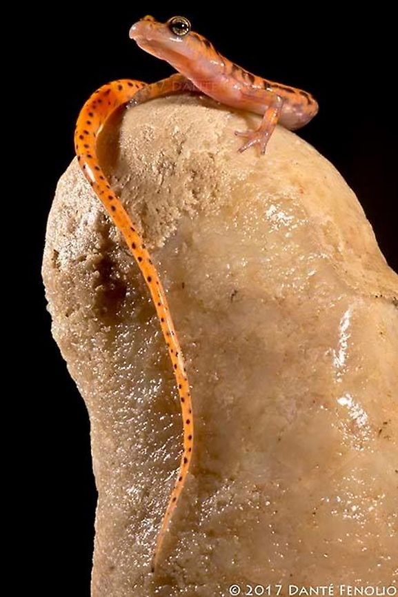 Cave Salamander (Eurycea lucifuga), Delaware County, OK, USA  Cave salamander,Eurycea lucifuga