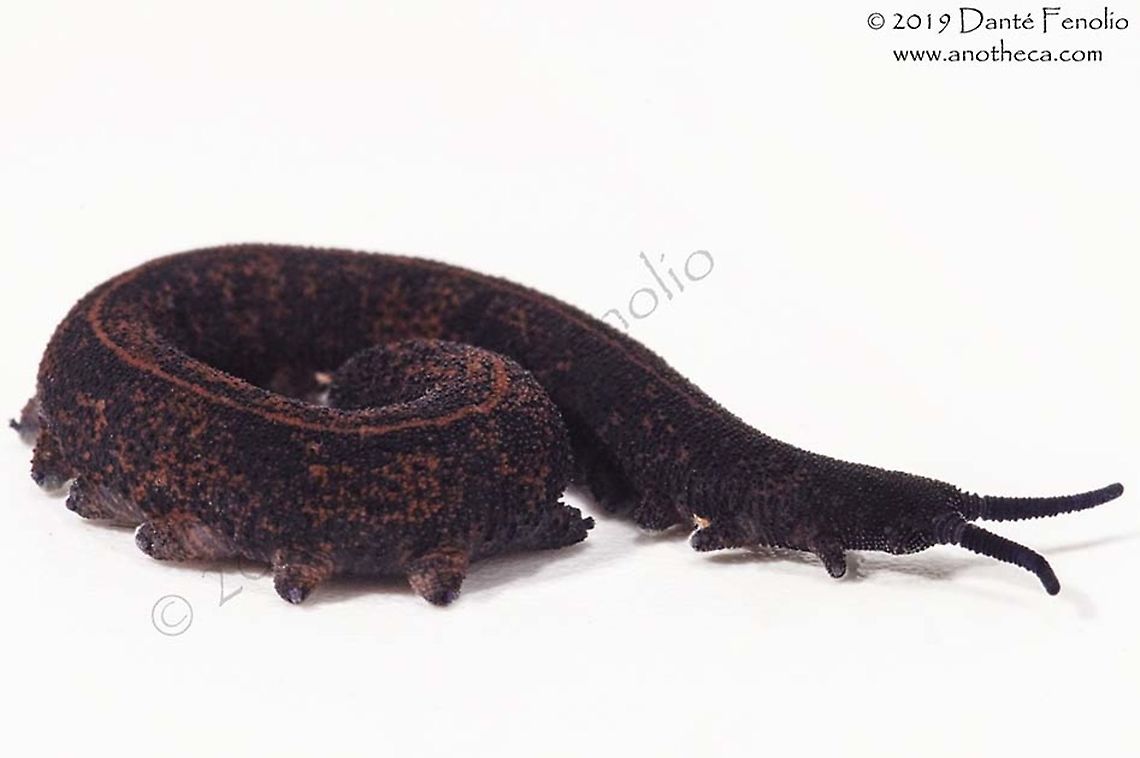 Temperate rainforest velvet worm (Metaperipatus cf inae) There are at least four species of velvet worms (onychophora) in the temperate rainforests of Chile.  I'm happy (beyond words) to have met at least one of them.  This is Metaperipatus cf inae, Los Rios, Chile.  Metaperipatus,Metaperipatus inae