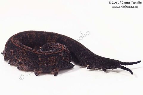 Temperate rainforest velvet worm (Metaperipatus cf inae) There are at least four species of velvet worms (onychophora) in the temperate rainforests of Chile.  I'm happy (beyond words) to have met at least one of them.  This is Metaperipatus cf inae, Los Rios, Chile.  Metaperipatus,Metaperipatus inae