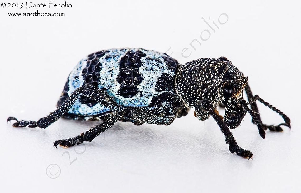 Temperate rainforest weevil (Aegorhinus phaleratus) A beautiful temperate rainforest weevil (Aegorhinus phaleratus), south Chile. Aegorhinus phaleratus