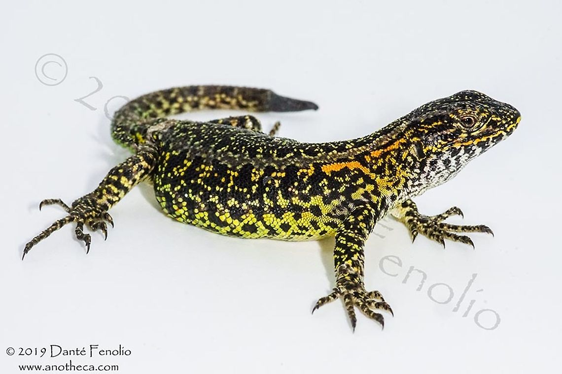 Painted Smooth-neck Lizard (Liolaemus pictus) Painted Smooth-neck Lizard (Liolaemus pictus) - South Chile Liolaemus pictus